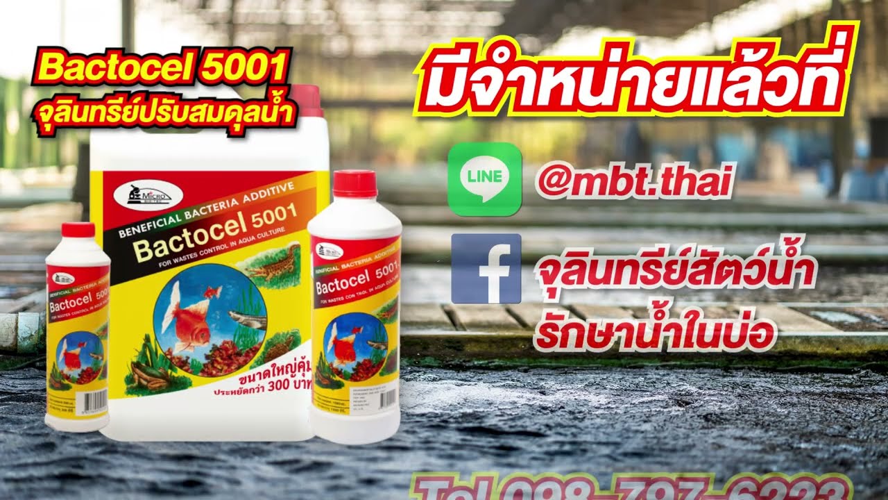 จุลินทรีย์ ลดแอมโมเนียและไนไตรท ปรับสภาพบ่อน้ำ | Bactocel 5001