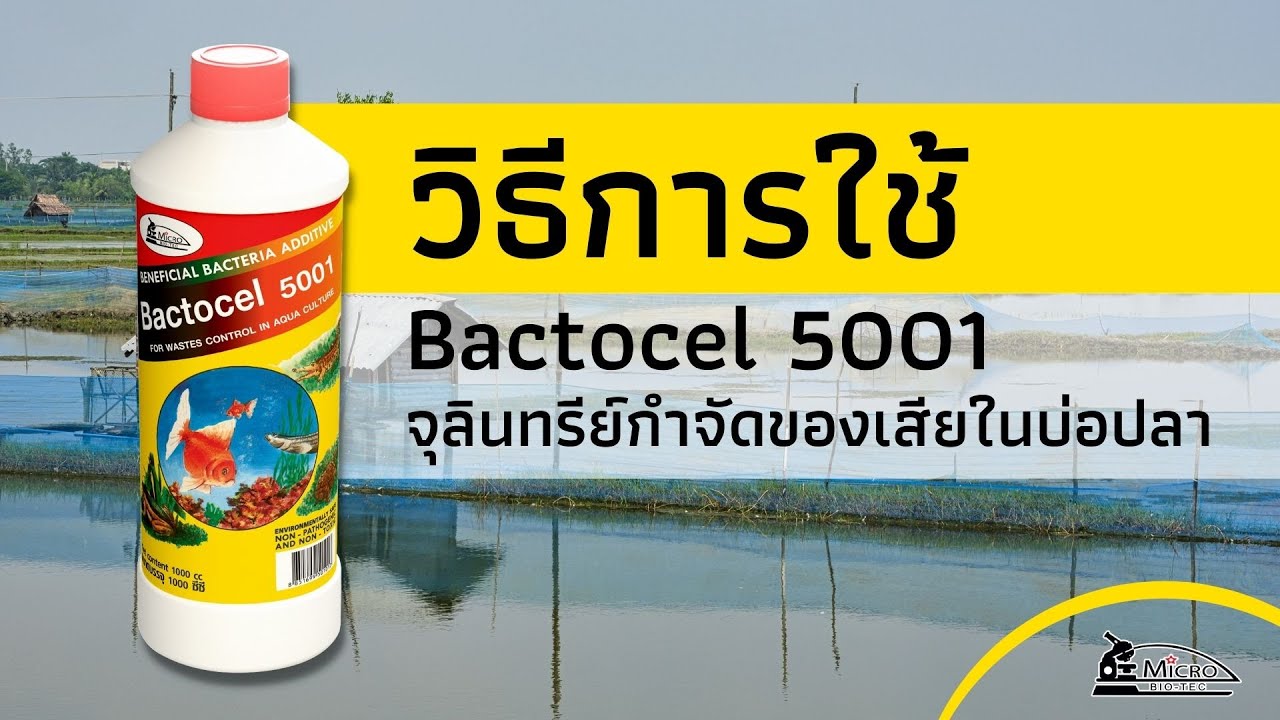 วิธีการใช้ จุลินทรีย์ปรับสภาพน้ำในบ่อปลา Bactocel 5001 | ไมโครไบโอเทค