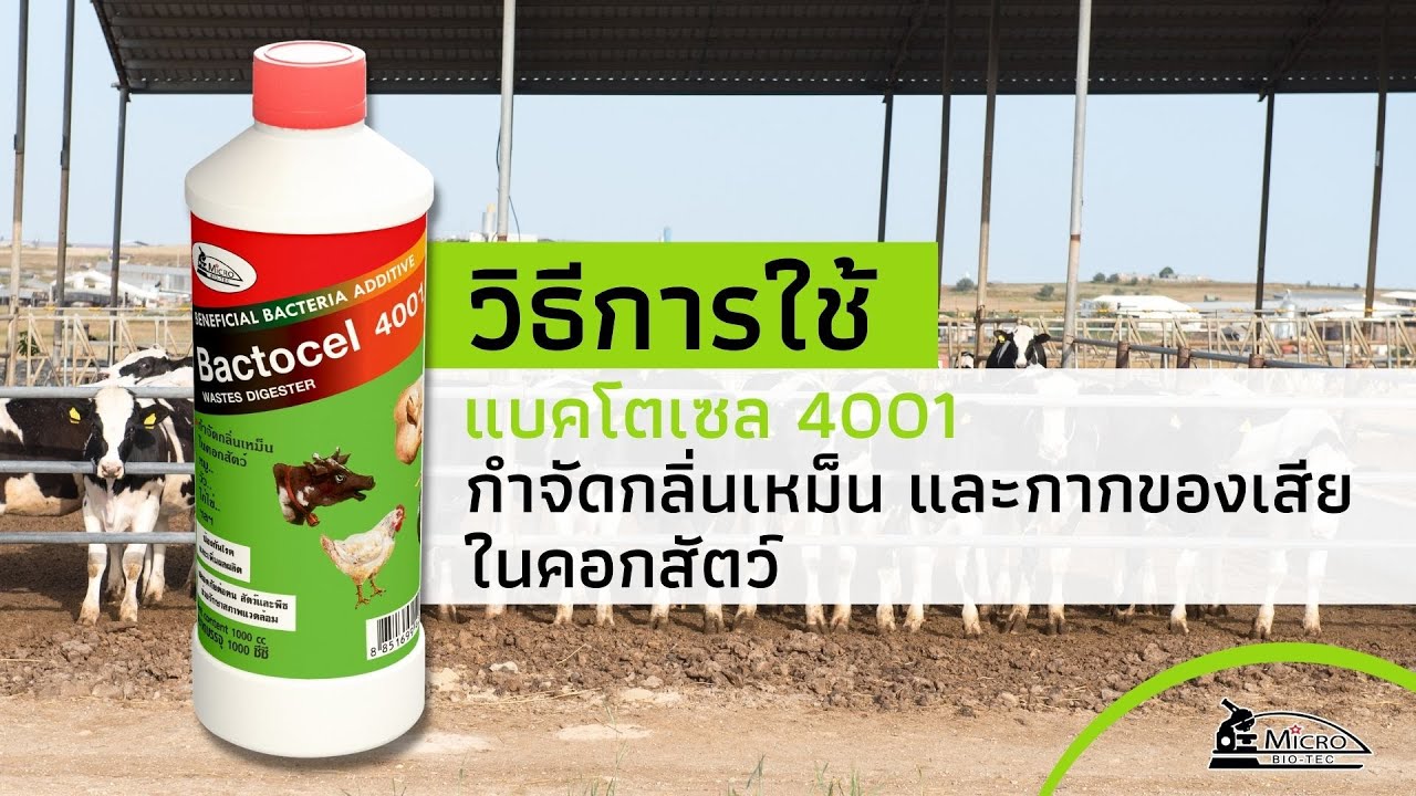 วิธีการใช้ จุลินทรีย์กำจัดแมลงวัน และกำจัดกลิ่นในคอกสัตว์ Bactocel 4001 | ไมโครไบโอเทค