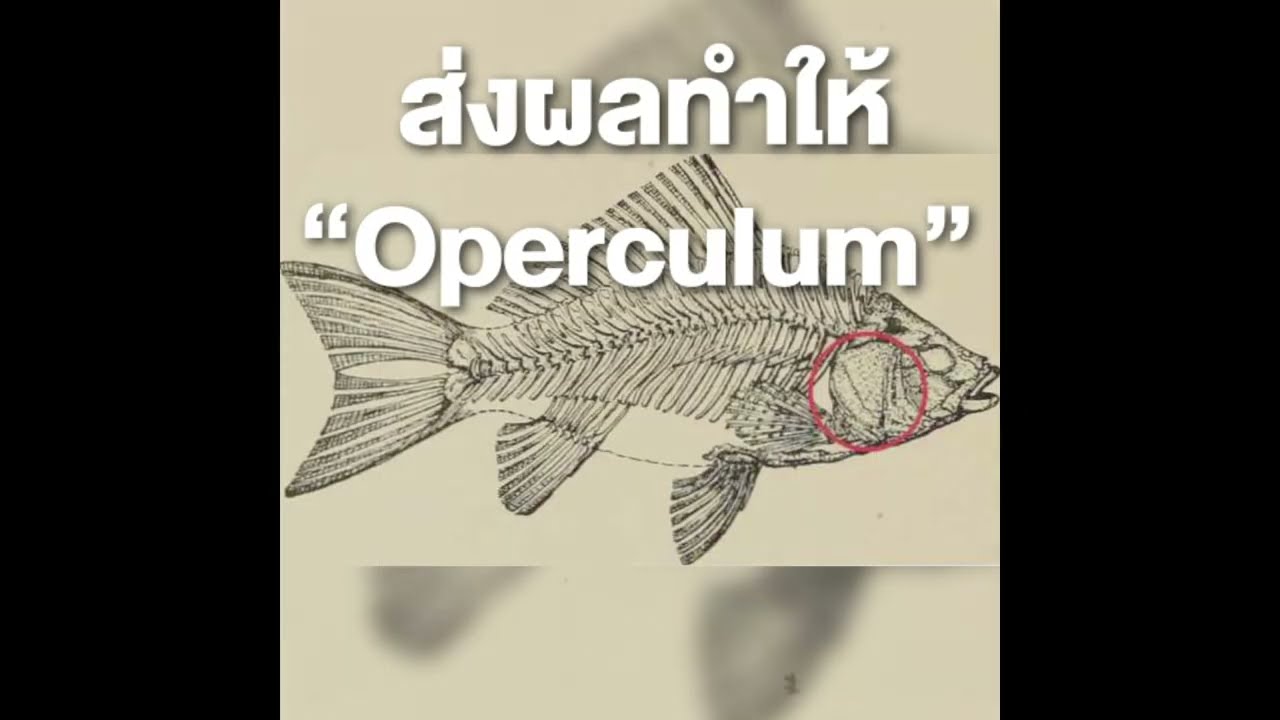 แสงแดดส่งผลกระทบอะไรกับปลา? | bactocel 5001 ปรับสภาพน้ำในบ่อปลา