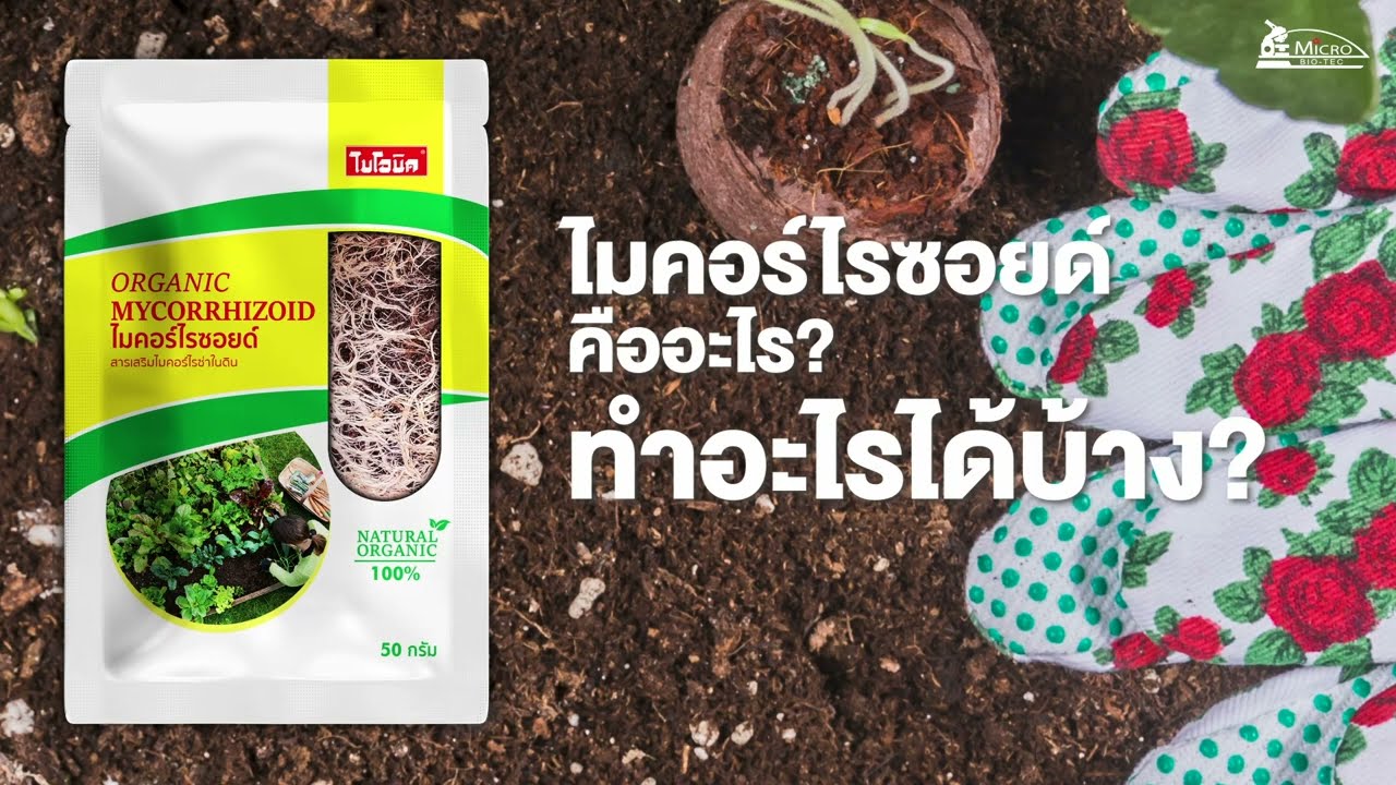 ฟื้นฟูต้นไม้โทรม ขาดน้ำ แคระแกรน | ไมคอร์ไรซอยด์