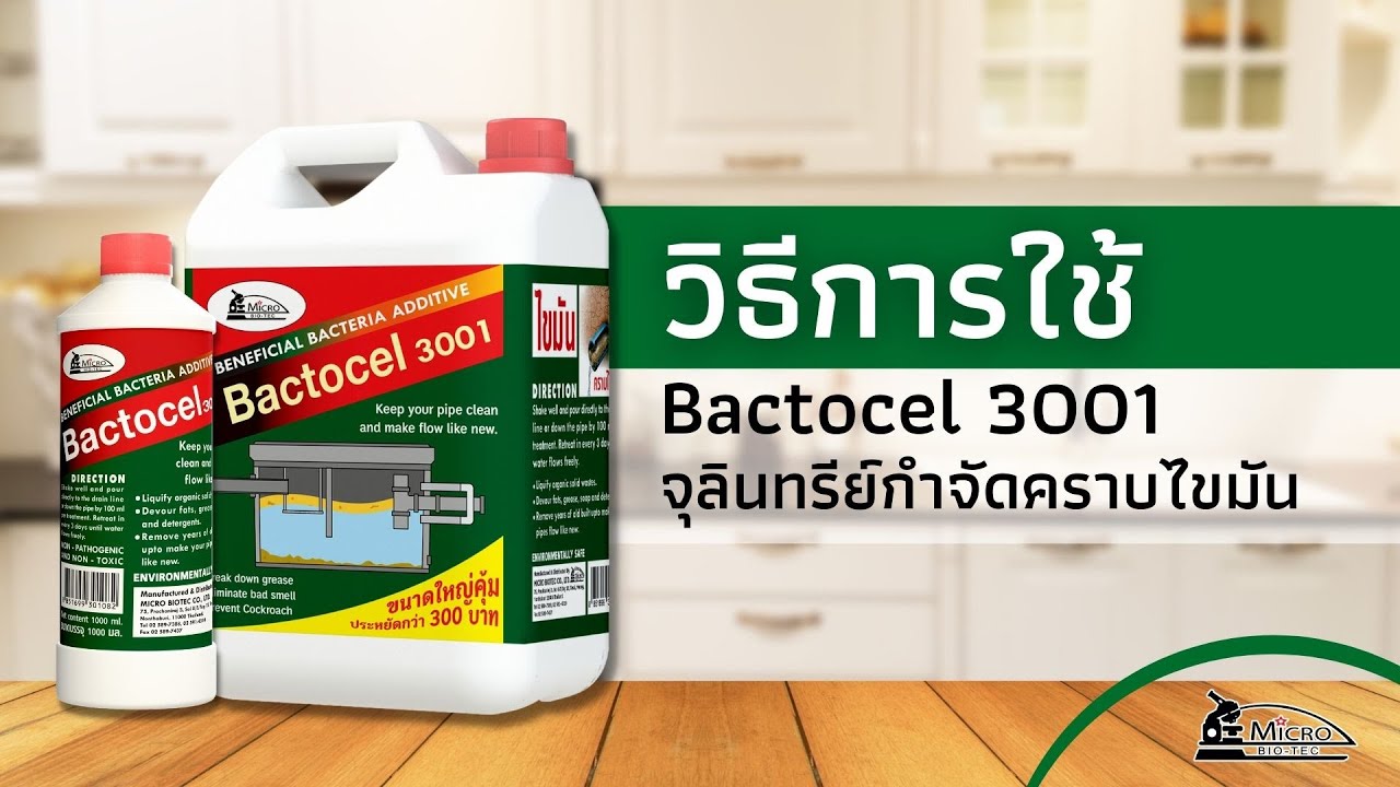 วิธีการ ใช้จุลินทรีย์กำจัดไขมัน ในบ่อดัก กลิ่นเหม็นไขมัน Bactocel 3001 | ไมโครไบโอเทค