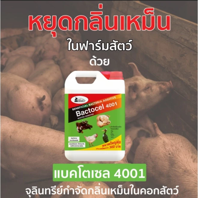 แบคโตเซล 4001 (5 ลิตร) - Image 7