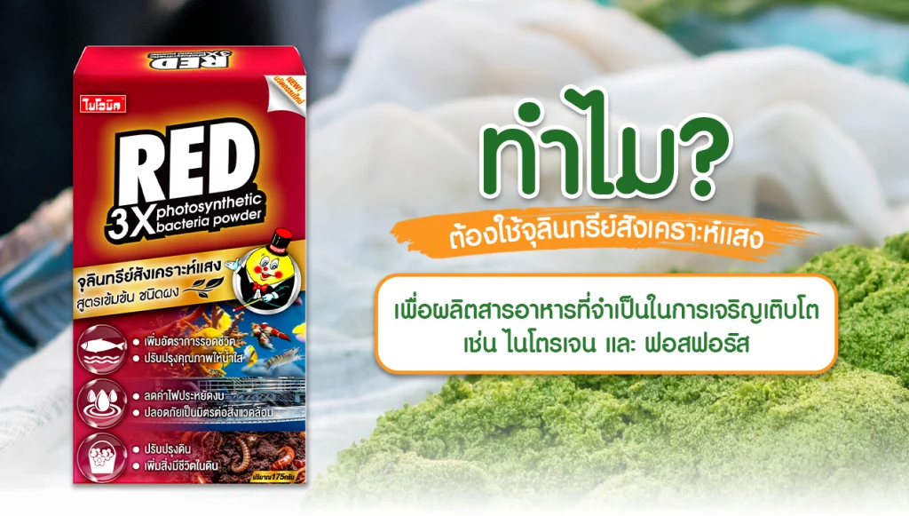 ภาพจุลินทรีย์สังเคราะห์แสงในน้ำ แสดงให้เห็นถึงความสำคัญของการใช้ในการเพาะไข่ผำ เพื่อเพิ่มประสิทธิภาพและคุณค่าทางโภชนาการ