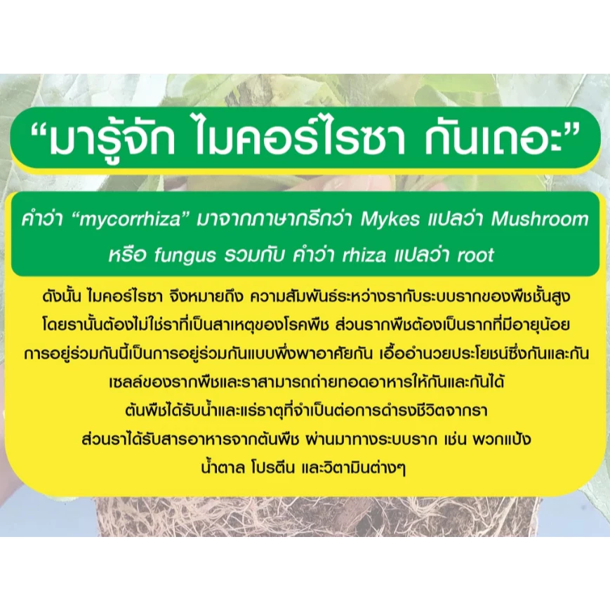 ทำความรู้จักไมคอร์ไรซอยด์ เชื้อราไมคอร์ไรซา ตัวช่วยฟื้นฟูดิน บำรุงรากพืช และเพิ่มผลผลิตอย่างยั่งยืน